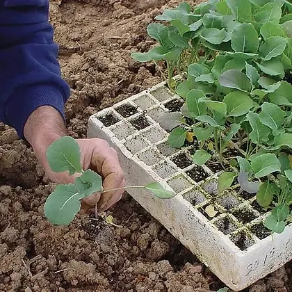 Transplanting Experience