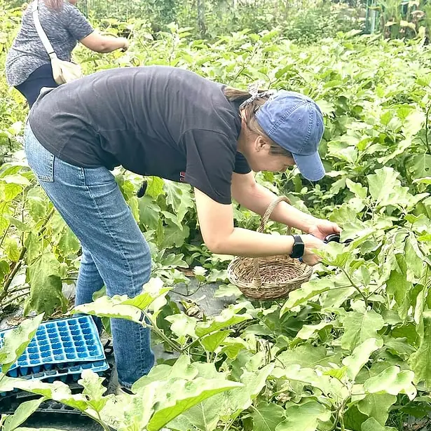 Vegetable Harvesting