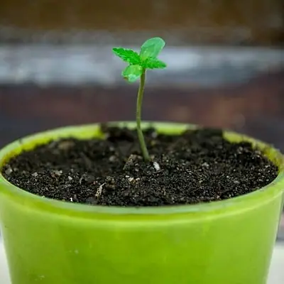 Your Plant, Your Little Project